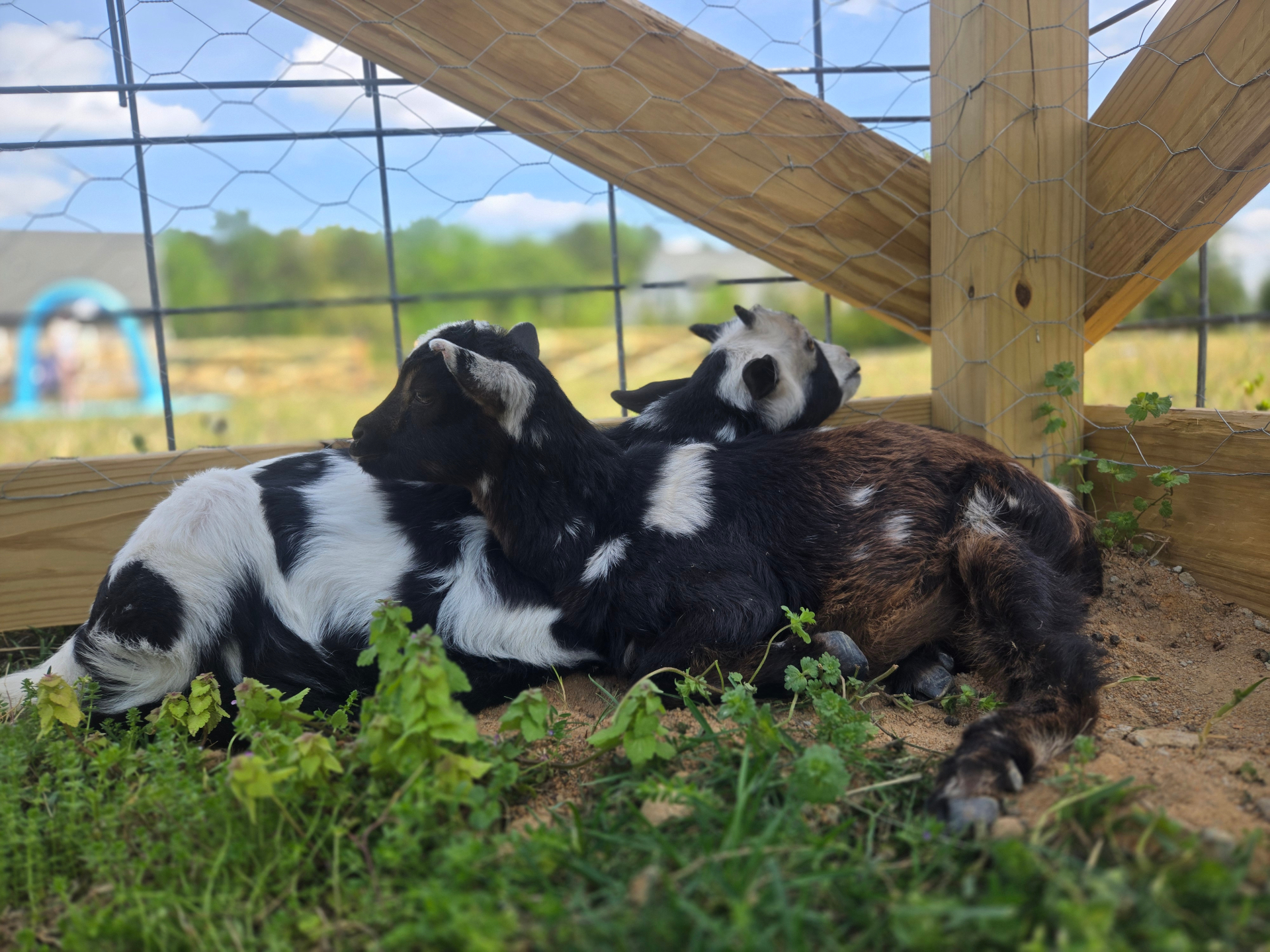 Two baby goats napping together in the sunshine at the farm